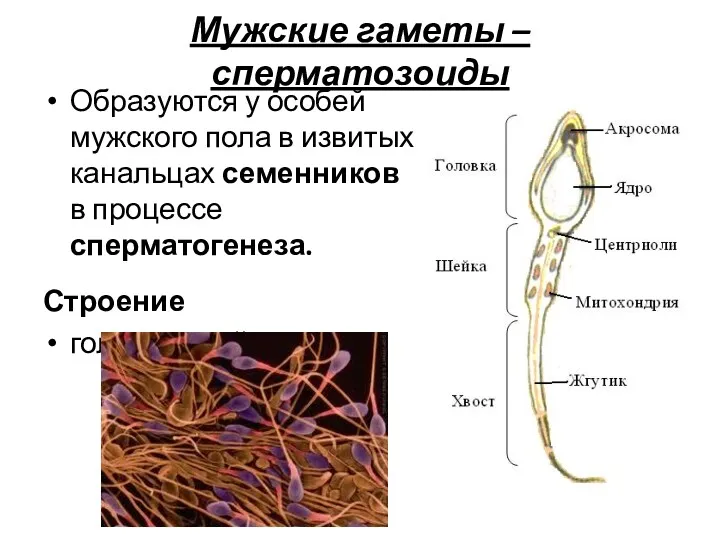 Мужские гаметы – сперматозоиды Образуются у особей мужского пола в