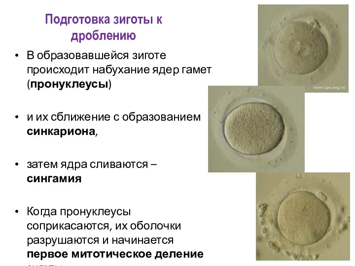 Подготовка зиготы к дроблению В образовавшейся зиготе происходит набухание ядер