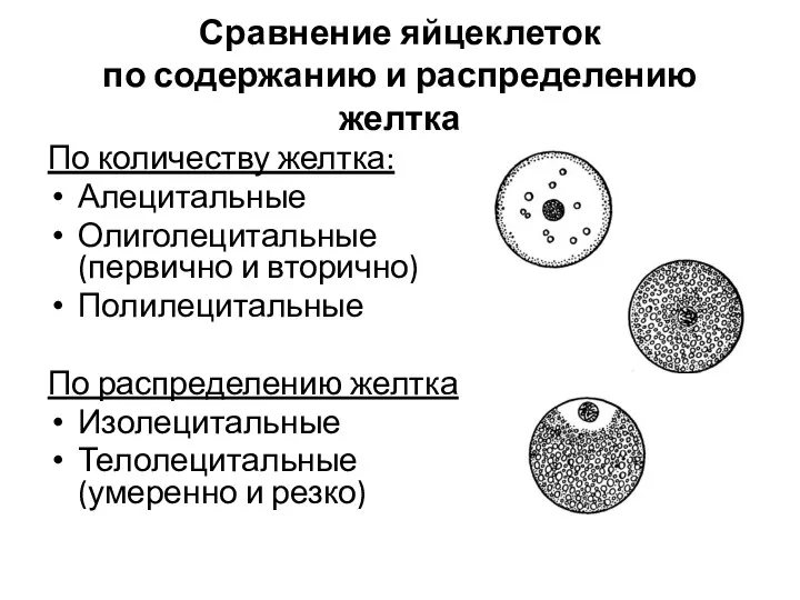 Сравнение яйцеклеток по содержанию и распределению желтка По количеству желтка: