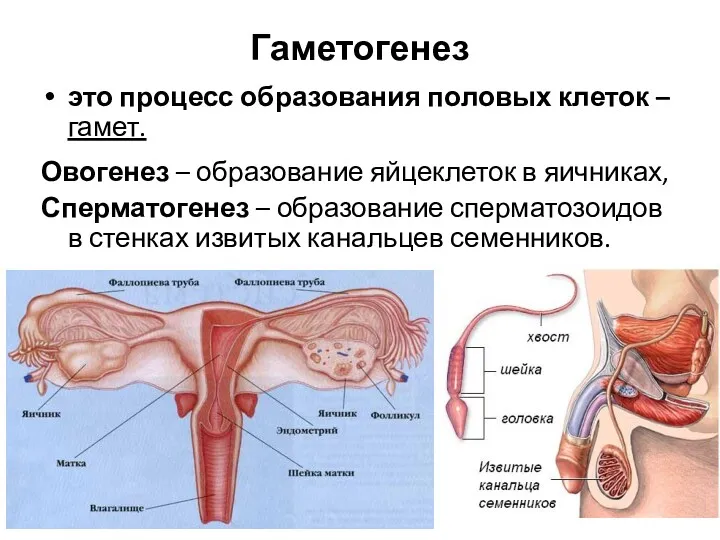 Гаметогенез это процесс образования половых клеток – гамет. Овогенез –