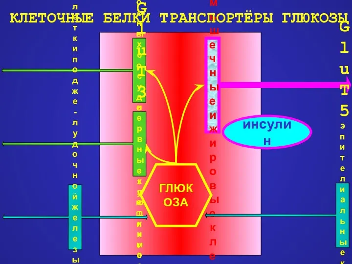 GluT1 эндотелиальные клетки кровеносных сосудов, образующих гемато- энцефалический барьер GluT3