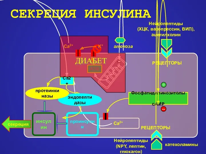 СЕКРЕЦИЯ ИНСУЛИНА инсулин Ca2+ Ca2+ РЕЦЕПТОРЫ секреция эндопептидазы секреция K+ РЕЦЕПТОРЫ проинсулин протеинкиназы