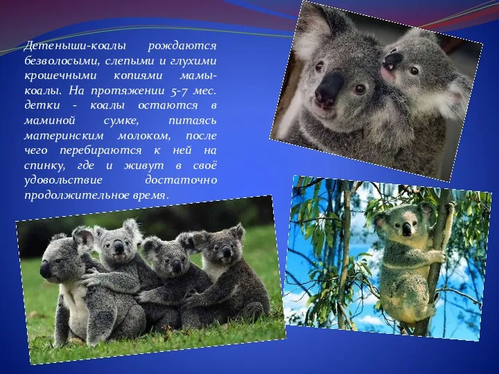 Детеныши-коалы рождаются безволосыми, слепыми и глухими крошечными копиями мамы-коалы. На протяжении 5-7 мес.