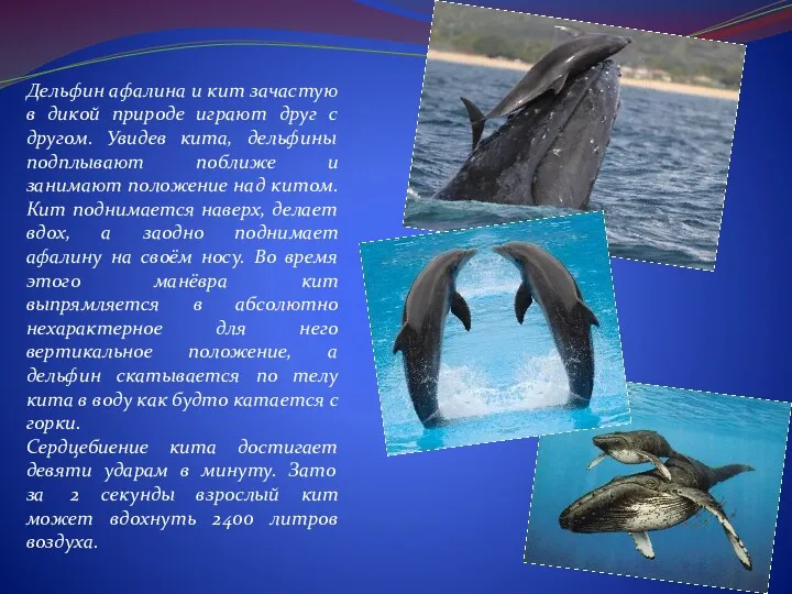Дельфин афалина и кит зачастую в дикой природе играют друг с другом. Увидев