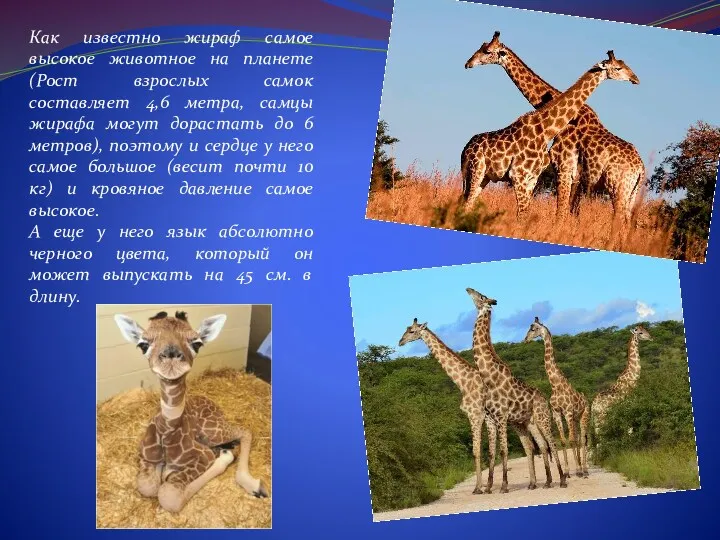 Как известно жираф самое высокое животное на планете (Рост взрослых самок составляет 4,6