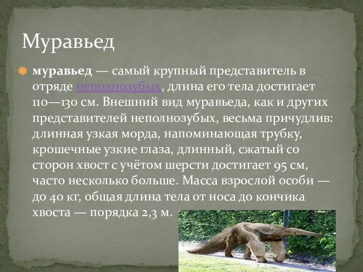 муравьед — самый крупный представитель в отряде неполнозубых, длина его