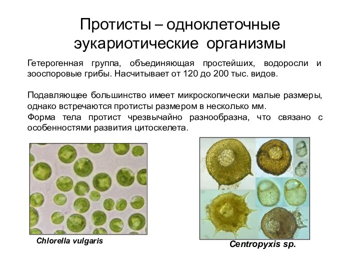 Протисты – одноклеточные эукариотические организмы Гетерогенная группа, объединяющая простейших, водоросли