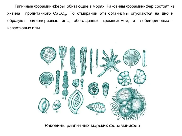 Типичные фораминиферы, обитающие в морях. Раковины фораминифер состоят из хитина