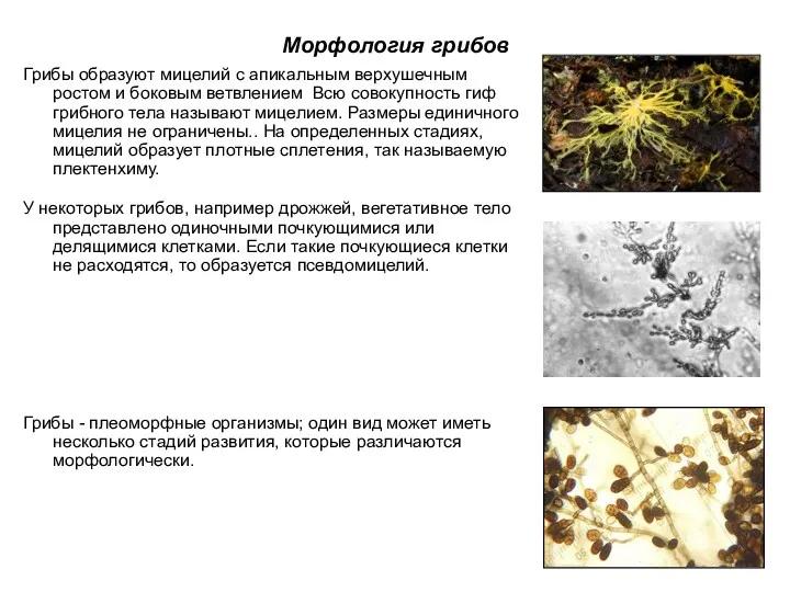 Морфология грибов Грибы образуют мицелий с апикальным верхушечным ростом и