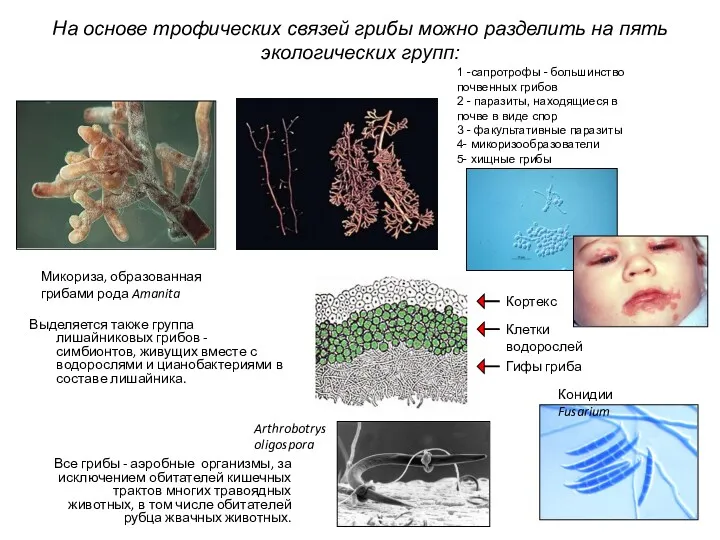 На основе трофических связей грибы можно разделить на пять экологических