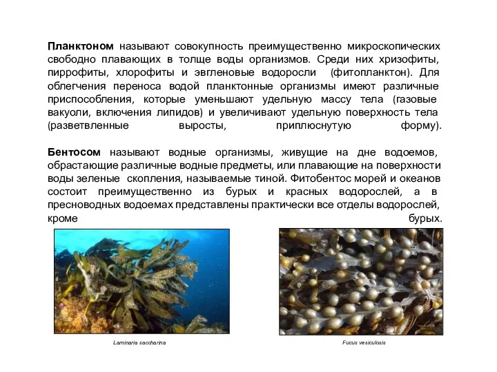 Планктоном называют совокупность преимущественно микроскопических свободно плавающих в толще воды