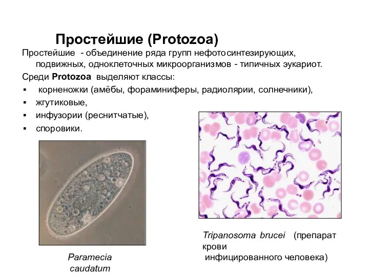 Простейшие (Protozoa) Простейшие - объединение ряда групп нефотосинтезирующих, подвижных, одноклеточных