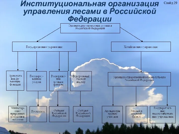 Институциональная организация управления лесами в Российской Федерации Слайд 29