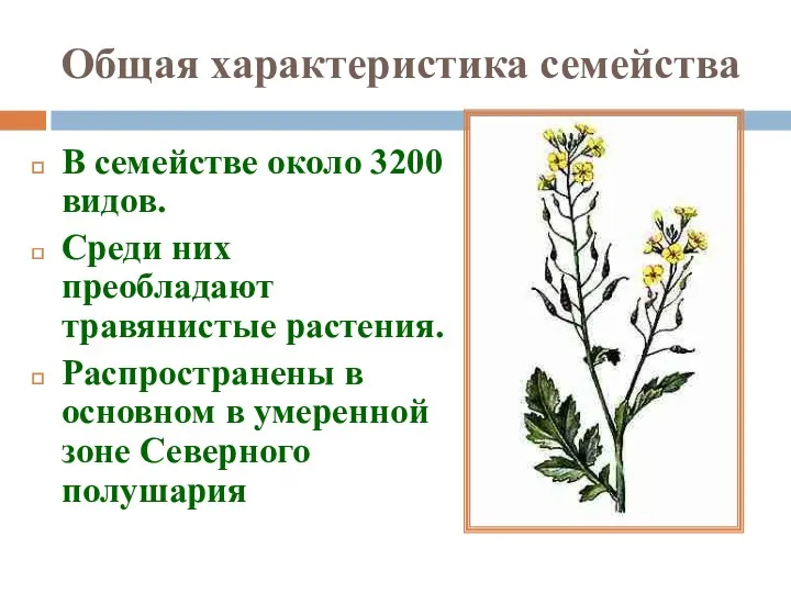 Общая характеристика семейства В семействе около 3200 видов. Среди них