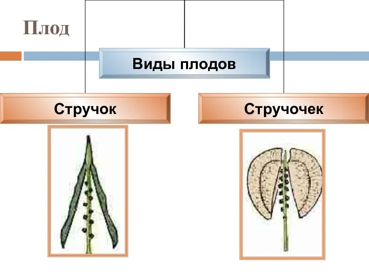 Плод