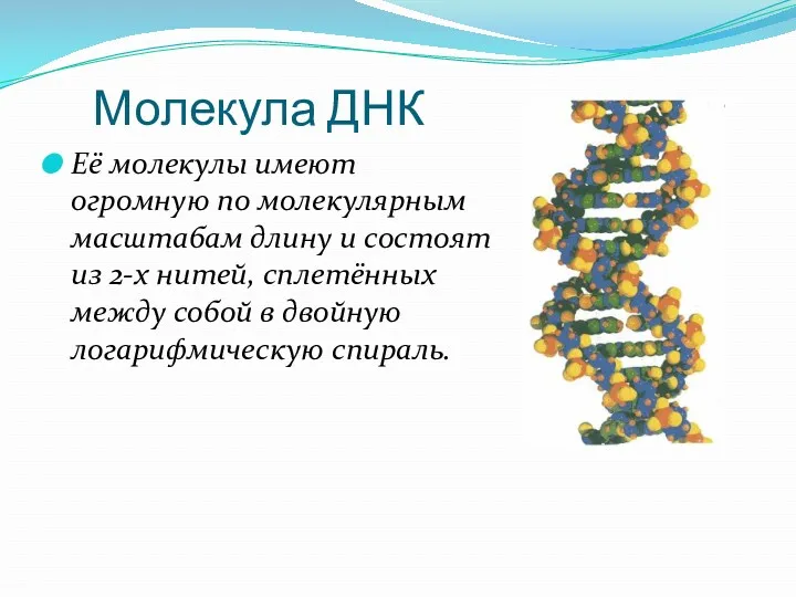 Молекула ДНК Её молекулы имеют огромную по молекулярным масштабам длину