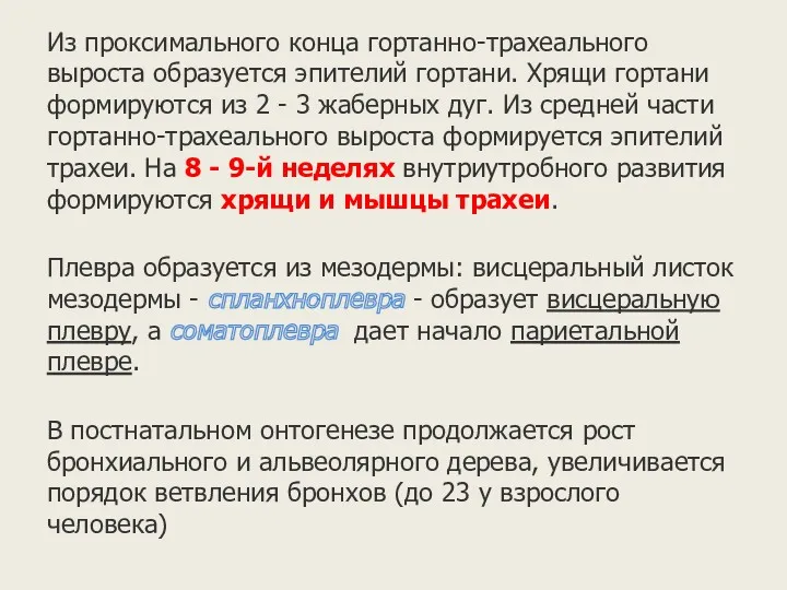 Из проксимального конца гортанно-трахеального выроста образуется эпителий гортани. Хрящи гортани