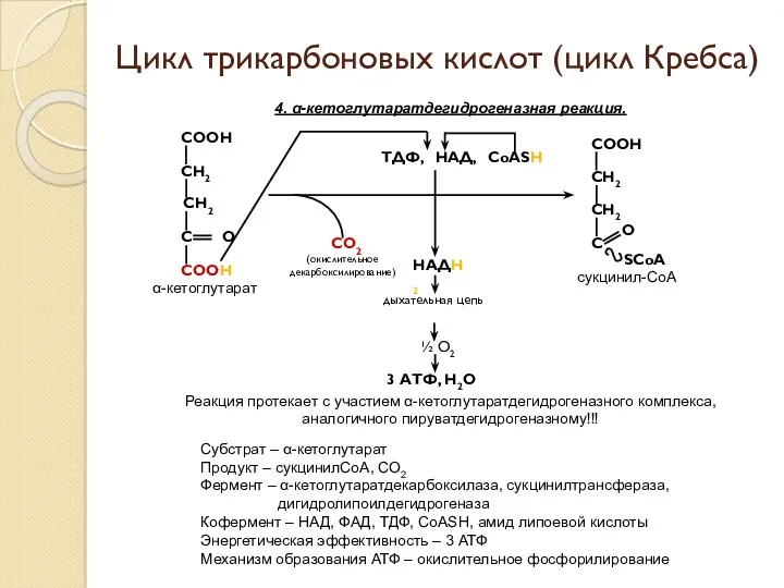 4. α-кетоглутаратдегидрогеназная реакция. Реакция протекает с участием α-кетоглутаратдегидрогеназного комплекса, аналогичного