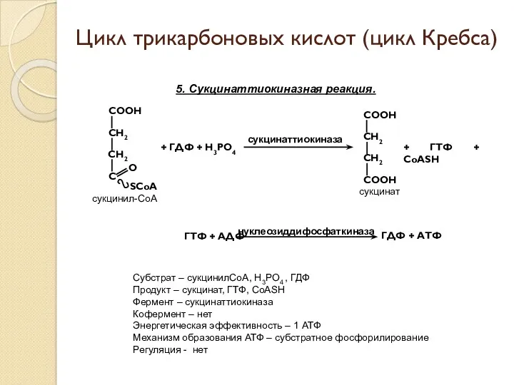 5. Сукцинаттиокиназная реакция. + ГДФ + Н3РО4 сукцинаттиокиназа + ГТФ