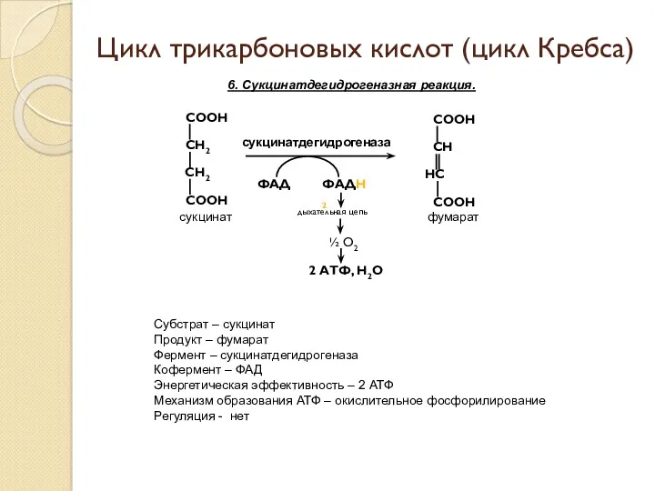 6. Сукцинатдегидрогеназная реакция. фумарат Цикл трикарбоновых кислот (цикл Кребса) Субстрат – сукцинат Продукт