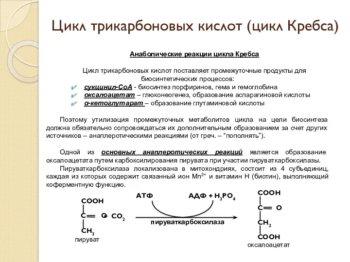Анаболические реакции цикла Кребса Цикл трикарбоновых кислот поставляет промежуточные продукты