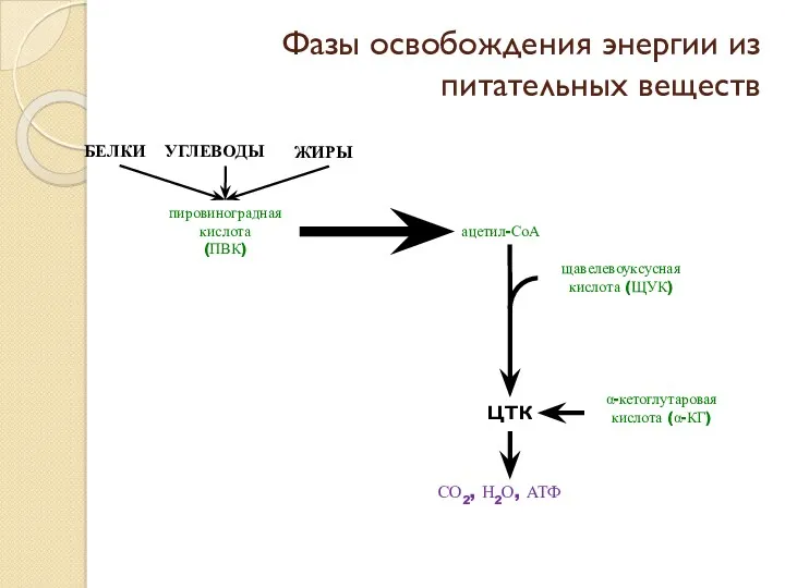 Фазы освобождения энергии из питательных веществ щавелевоуксусная кислота (ЩУК) пировиноградная кислота (ПВК) ацетил-СоА