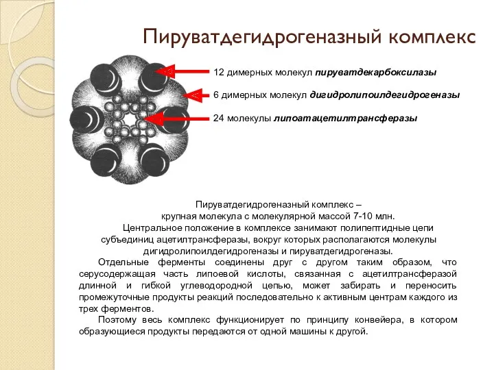 Пируватдегидрогеназный комплекс 12 димерных молекул пируватдекарбоксилазы 6 димерных молекул дигидролипоилдегидрогеназы 24 молекулы липоатацетилтрансферазы