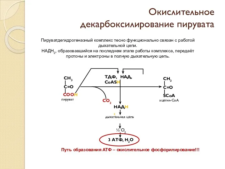 Окислительное декарбоксилирование пирувата Пируватдегидрогеназный комплекс тесно функционально связан с работой