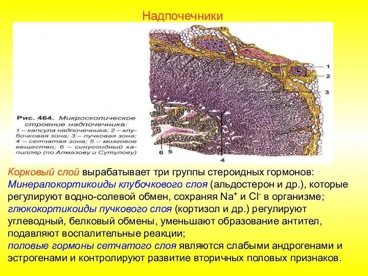 Корковый слой вырабатывает три группы стероидных гормонов: Минералокортикоиды клубочкового слоя