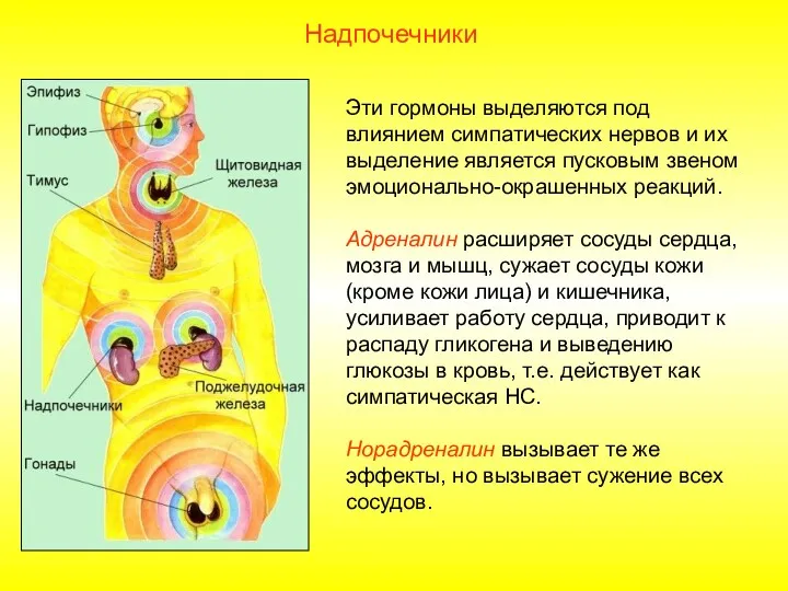 Эти гормоны выделяются под влиянием симпатических нервов и их выделение