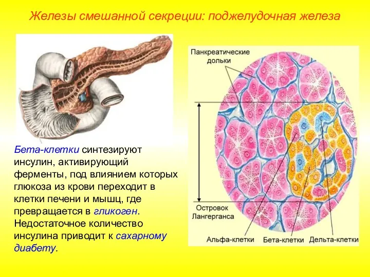 Железы смешанной секреции: поджелудочная железа Бета-клетки синтезируют инсулин, активирующий ферменты,