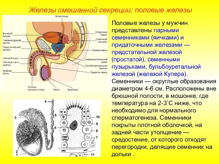 Железы смешанной секреции: половые железы Половые железы у мужчин представлены