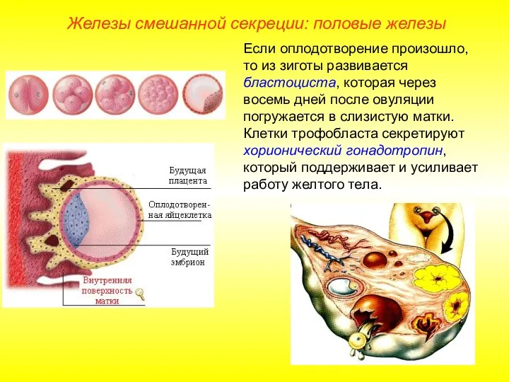 Если оплодотворение произошло, то из зиготы развивается бластоциста, которая через