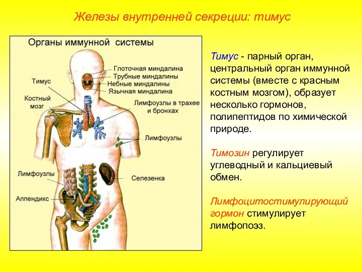 Тимус - парный орган, центральный орган иммунной системы (вместе с