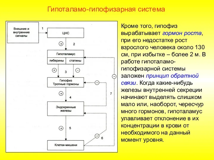 Кроме того, гипофиз вырабатывает гормон роста, при его недостатке рост