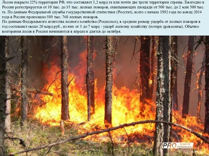 Лесом покрыто 22% территории РФ, что составляет 1,2 млрд га или почти две