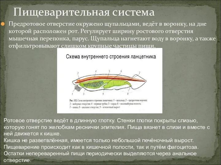 Предротовое отверстие окружено щупальцами, ведёт в воронку, на дне которой расположен рот. Регулирует