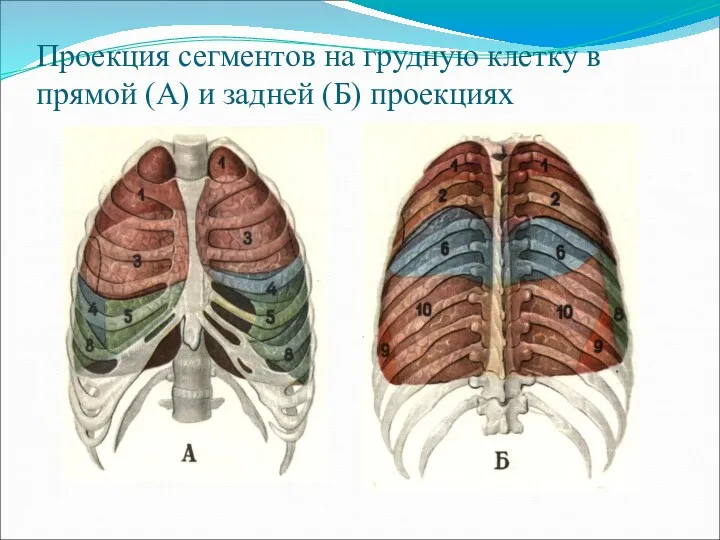 Проекция сегментов на грудную клетку в прямой (А) и задней (Б) проекциях