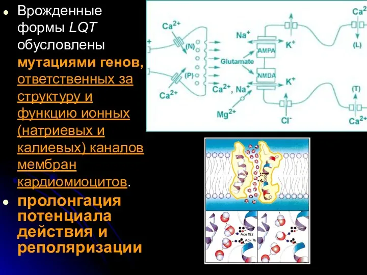 Врожденные формы LQT обусловлены мутациями генов, ответственных за структуру и