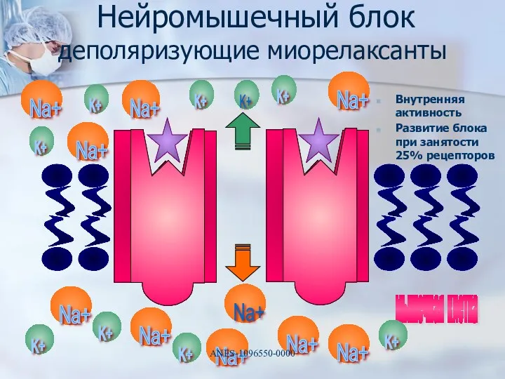 мышечная клетка Внутренняя активность Развитие блока при занятости 25% рецепторов Нейромышечный блок деполяризующие миорелаксанты ANES-1096550-0000
