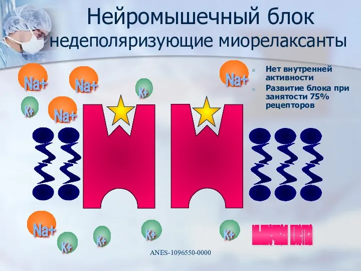 Нейромышечный блок недеполяризующие миорелаксанты Нет внутренней активности Развитие блока при занятости 75% рецепторов ANES-1096550-0000