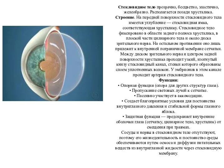 Стекловидное тело прозрачно, бесцветно, эластично, желеобразно. Располагается позади хрусталика. Строение.