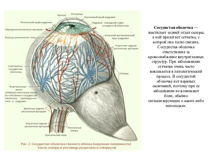 Сосудистая оболочка — выстилает задний отдел склеры, к ней прилегает