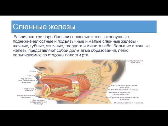 Слюнные железы Различают три пары больших слюнных желез: околоушные, поднижнечелюстные