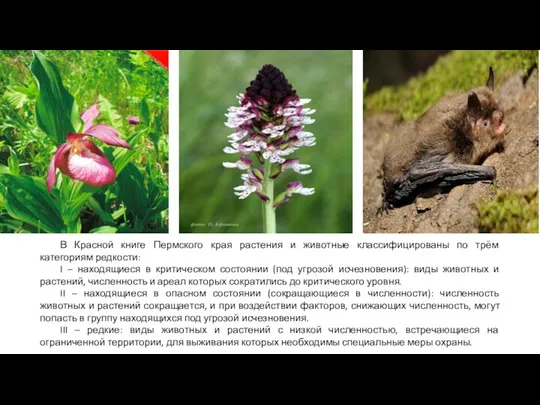 В Красной книге Пермского края растения и животные классифицированы по трём категориям редкости: