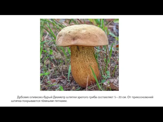 Дубовик оливково-бурый Диаметр шляпки зрелого гриба составляет 5—20 см. От прикосновений шляпка покрывается тёмными пятнами.