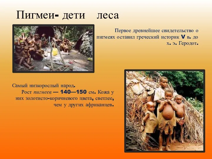 Пигмеи- дети леса Первое древнейшее свидетельство о пигмеях оставил греческий