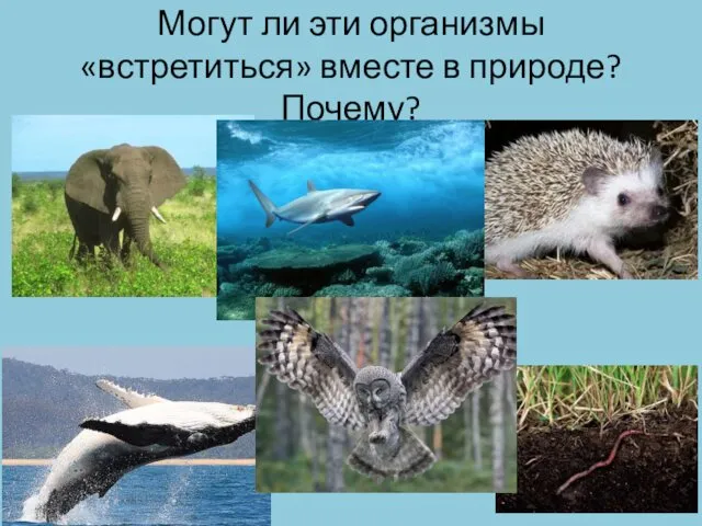 Могут ли эти организмы «встретиться» вместе в природе? Почему?