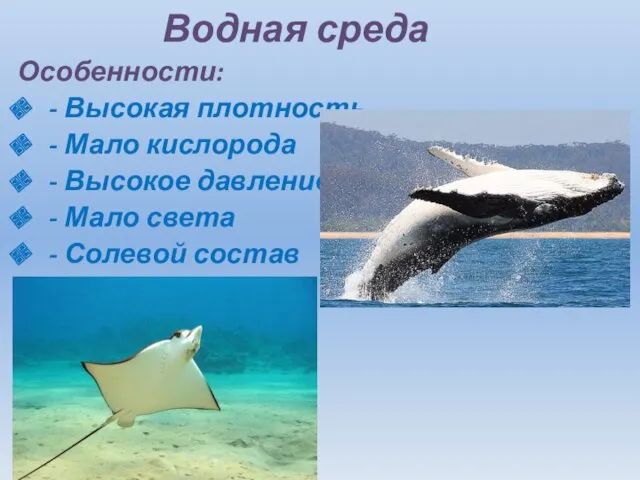 Водная среда Особенности: - Высокая плотность - Мало кислорода -