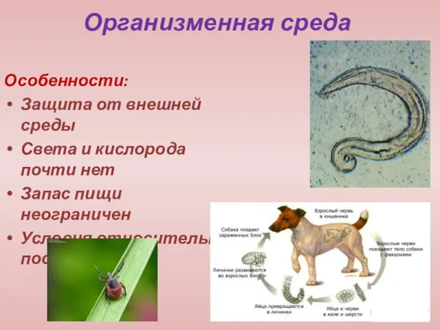 Организменная среда Особенности: Защита от внешней среды Света и кислорода